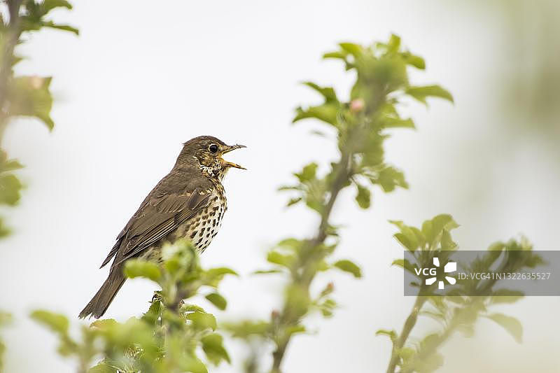 歌鸫在德国黑森州鸣叫图片素材