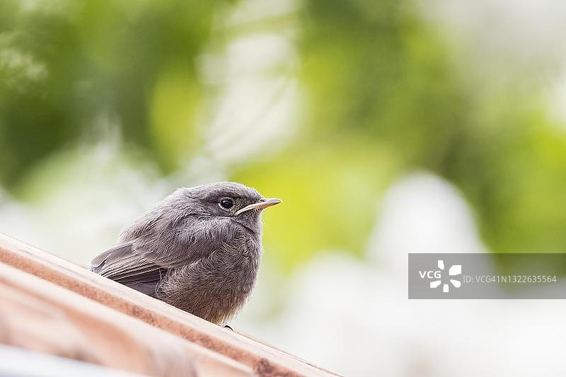 红尾鸲幼鸟站在房屋屋顶上，德国黑森州图片素材