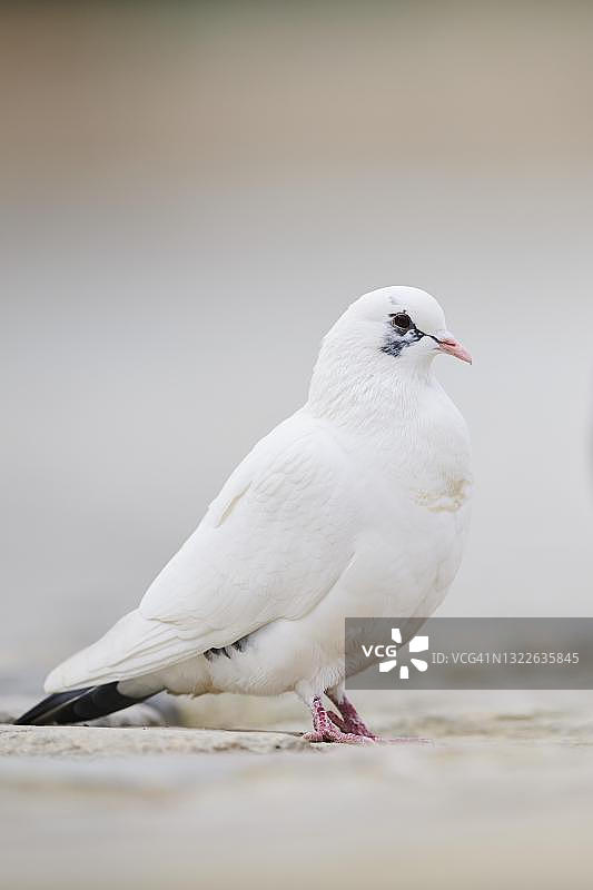德国巴伐利亚雷根斯堡的野鸽图片素材