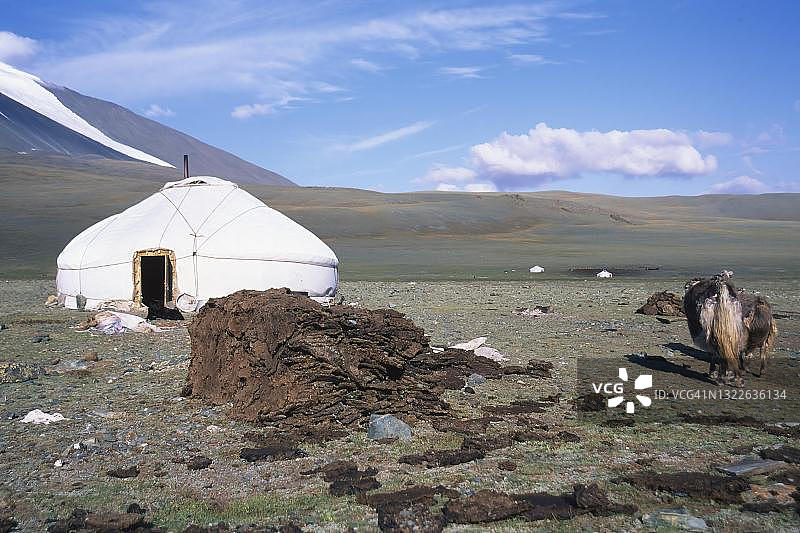 在蒙古巴彦乌列盖省阿尔泰山脉，蒙古包前用于取暖的一堆粪便图片素材