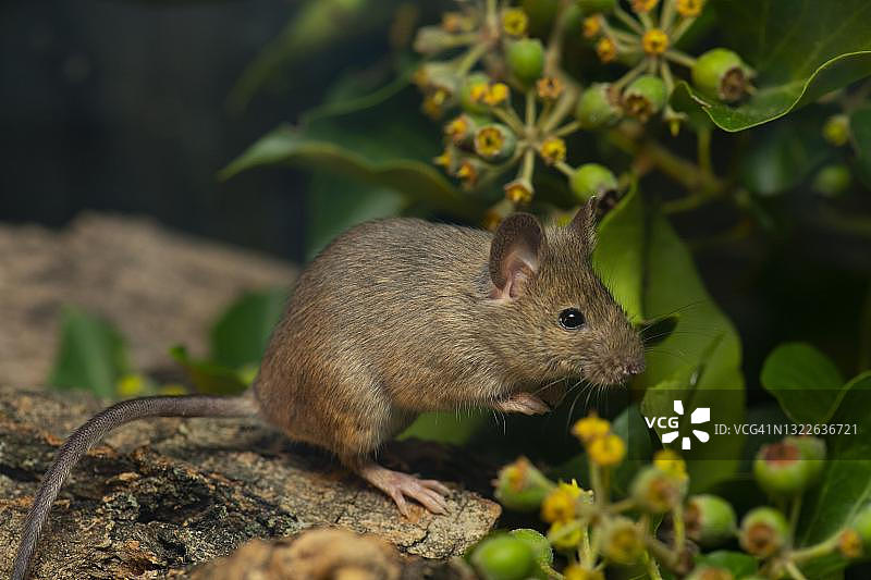 林鼠（Apodemus sylvaticus），奥地利下奥地利州图片素材
