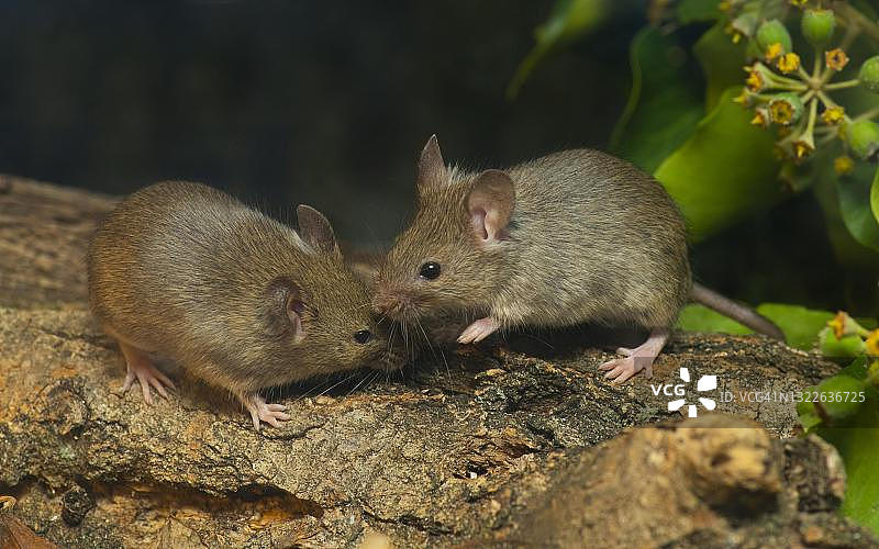 小家鼠图片素材