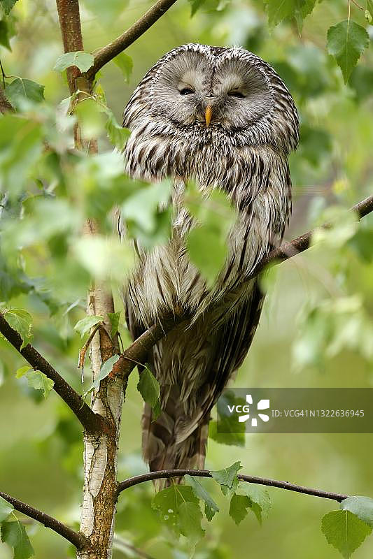 灰林鸮，栖息在树上图片素材