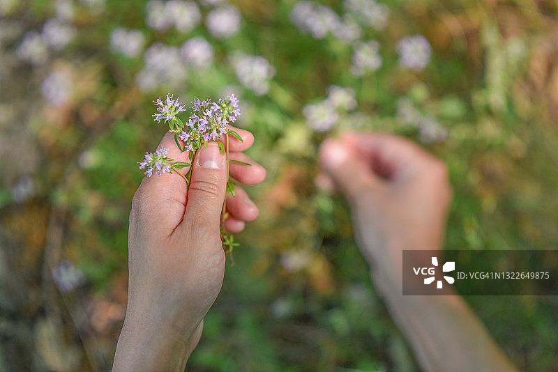 年轻女子在山上采摘百里香茶叶的特写图片素材