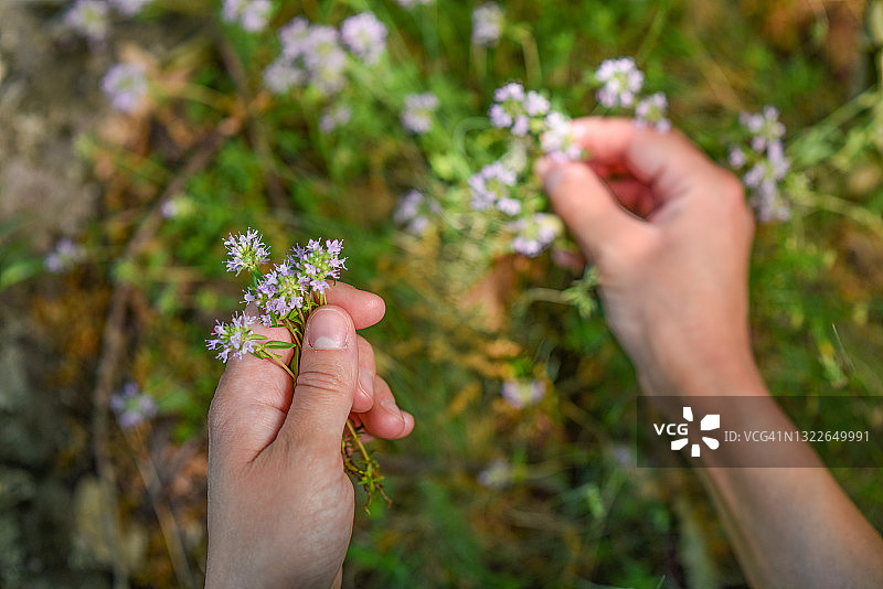 年轻女子在山上采摘百里香茶叶的特写图片素材