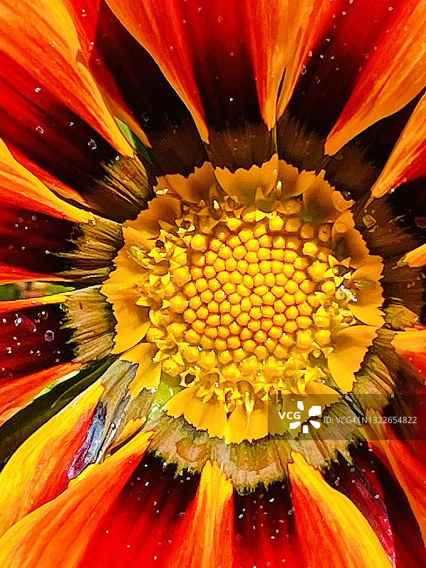 宝藏花（ Gazania ）特写图片素材