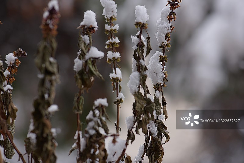 花朵上的雪的微距镜头图片素材