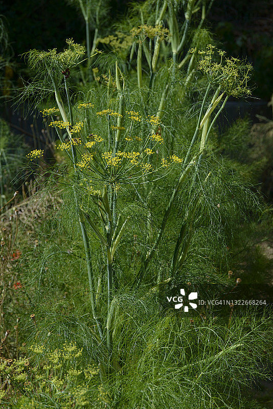 甜茴香图片素材