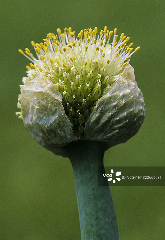 花园洋葱（Allium cepa）的花朵，显示雄蕊和雌蕊图片素材