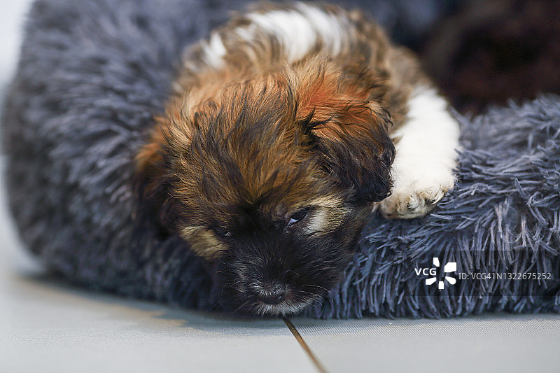 棕色小狗图片素材