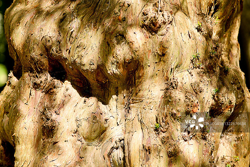 纹理树干图片素材