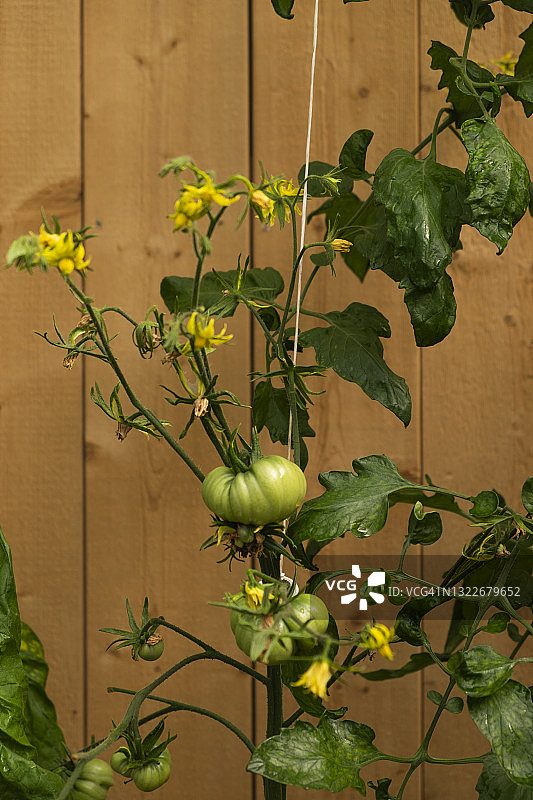 番茄植株上的番茄图片素材