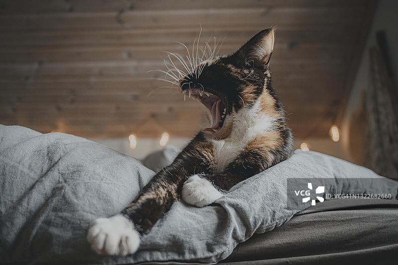 猫咪躺在床上打哈欠图片素材