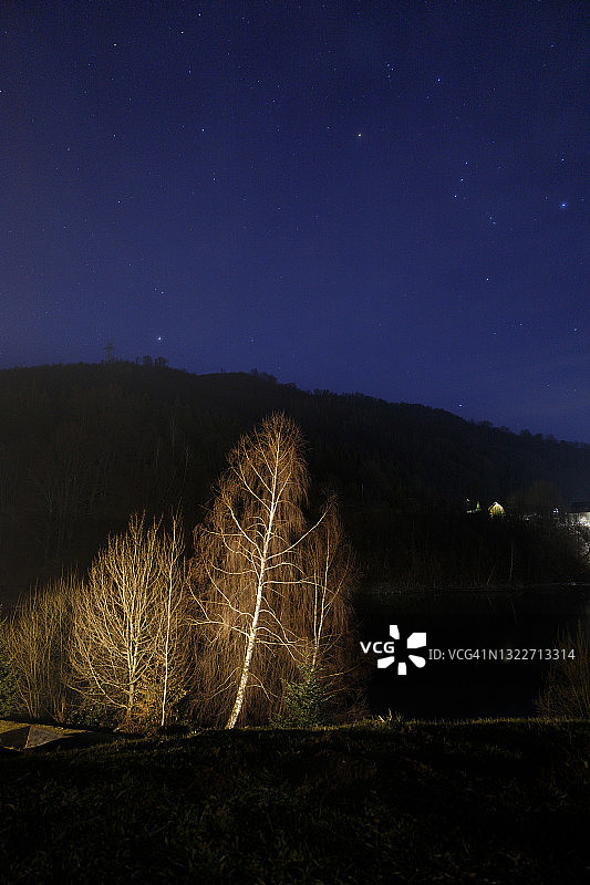 夜间照明的树图片素材