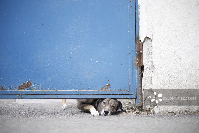 栅栏后的残疾狗图片素材