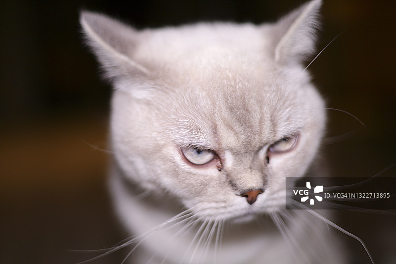 看向镜头的白色英国短毛猫图片素材