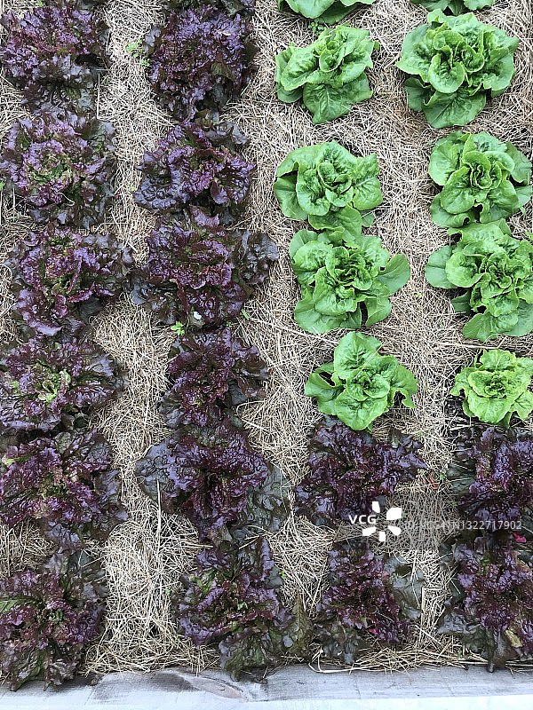 户外花园中，用稻草围住根部的红绿色生菜，从上方拍摄图片素材