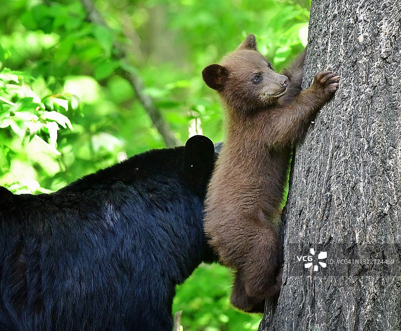 和妈妈一起学习攀岩图片素材