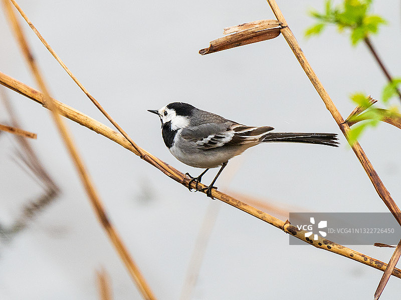 栖息在树枝上的白色鹡鸰图片素材