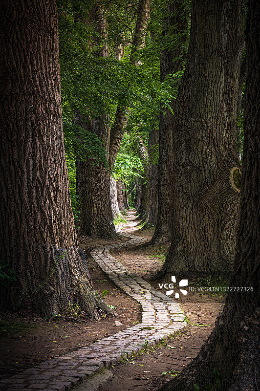 雷根斯堡的夏季白杨树林荫道图片素材