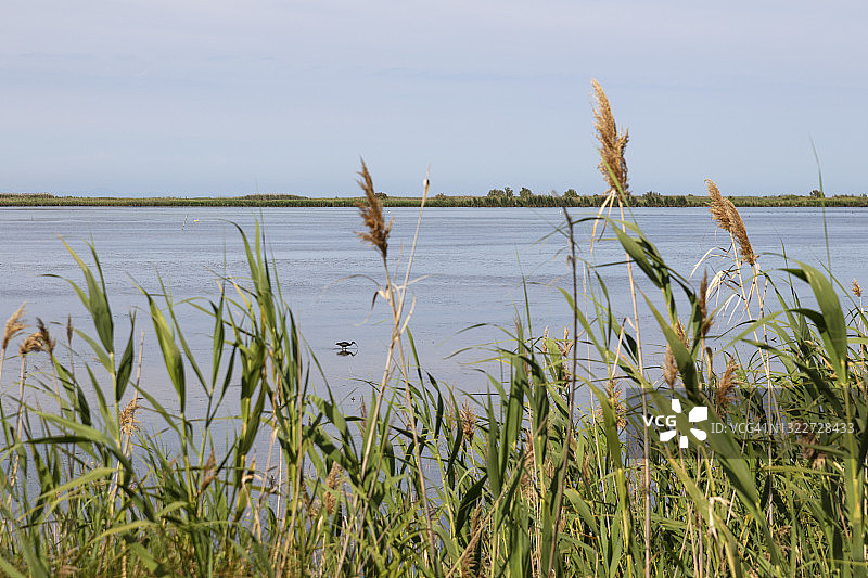 埃布罗河三角洲自然保护区图片素材