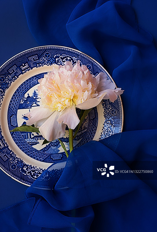 白色牡丹图片素材