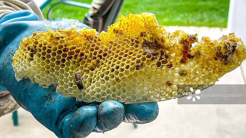 后院的蜜蜂图片素材