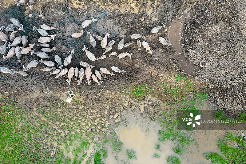 航拍草地上的大群水牛图片素材