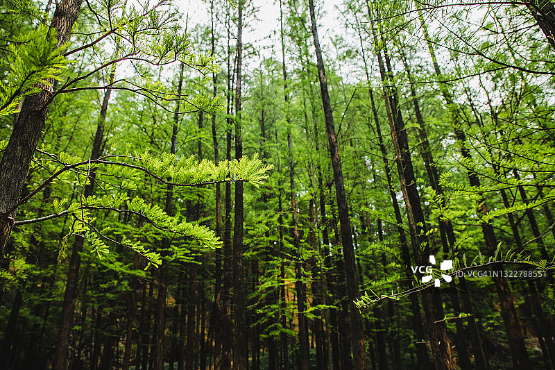美丽的柏树林图片素材