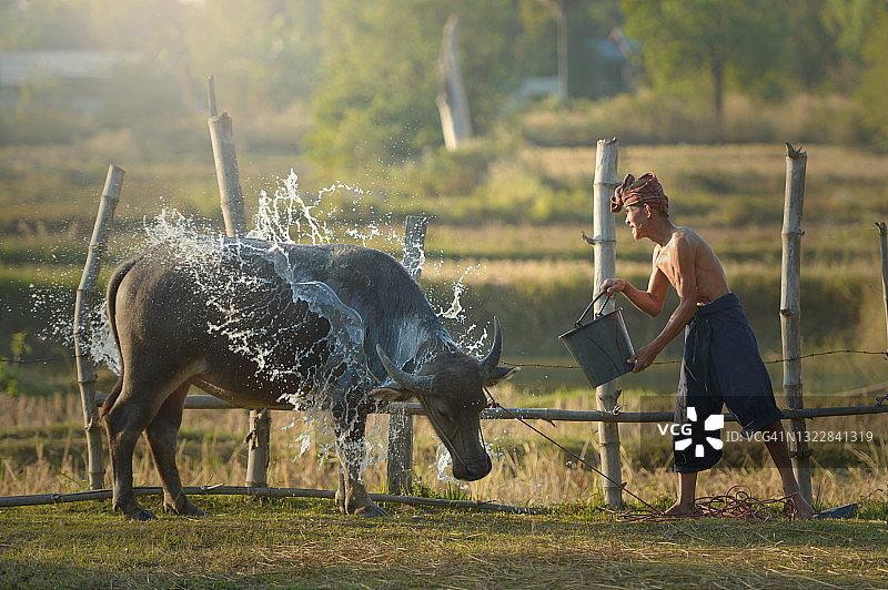 泰国农民在稻田里给水牛泼水图片素材