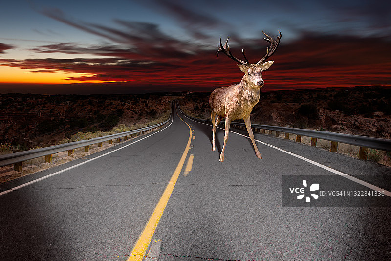 鹿站在美国公路汽车前灯下图片素材