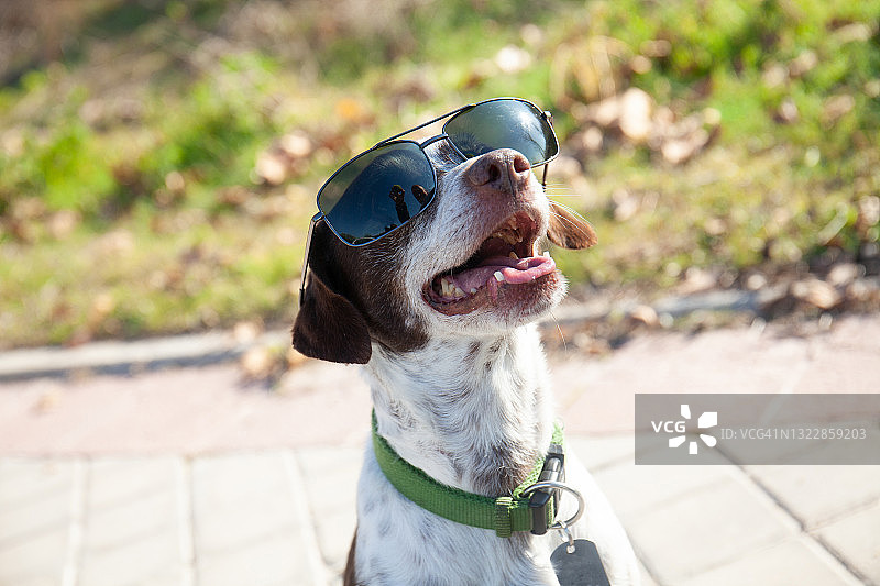 戴着太阳镜，看着某物的可爱小狗图片素材
