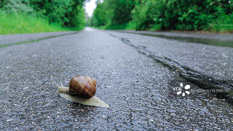 路上的蜗牛图片素材
