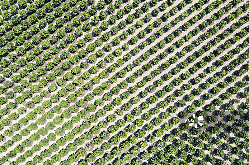 西德克萨斯州灌溉山核桃园的航拍景色图片素材