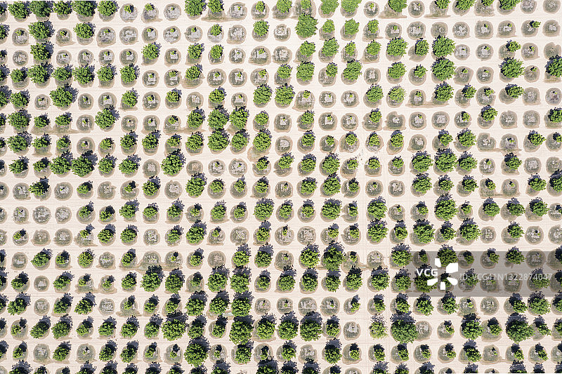 西德克萨斯州灌溉山核桃园的航拍景色图片素材