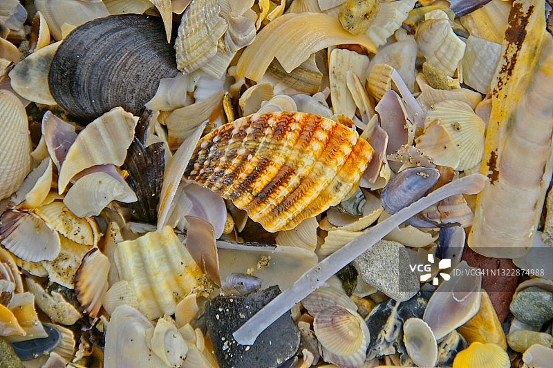 海洋珍宝图片素材