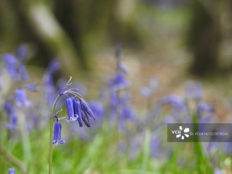 萨塞克斯 AONB 的风铃草图片素材