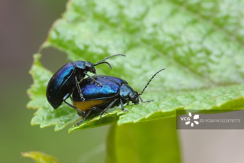 桤木叶甲，萨塞克斯图片素材
