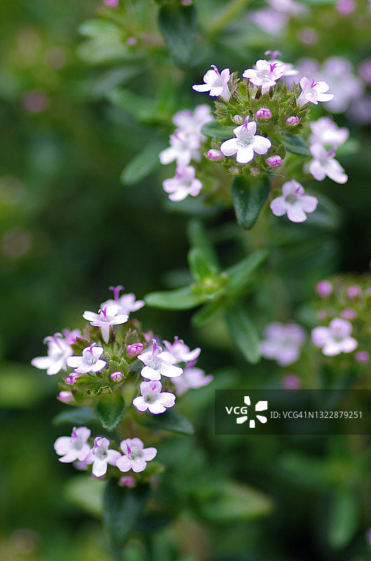 在英国乡村花园里开花的百里香图片素材