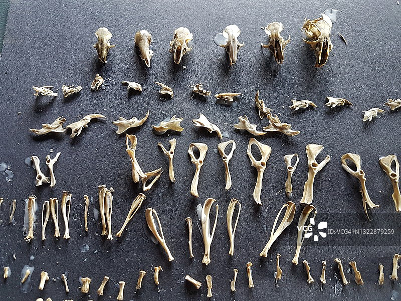 赞比亚猫头鹰食丸的内容物，由小学生解剖图片素材