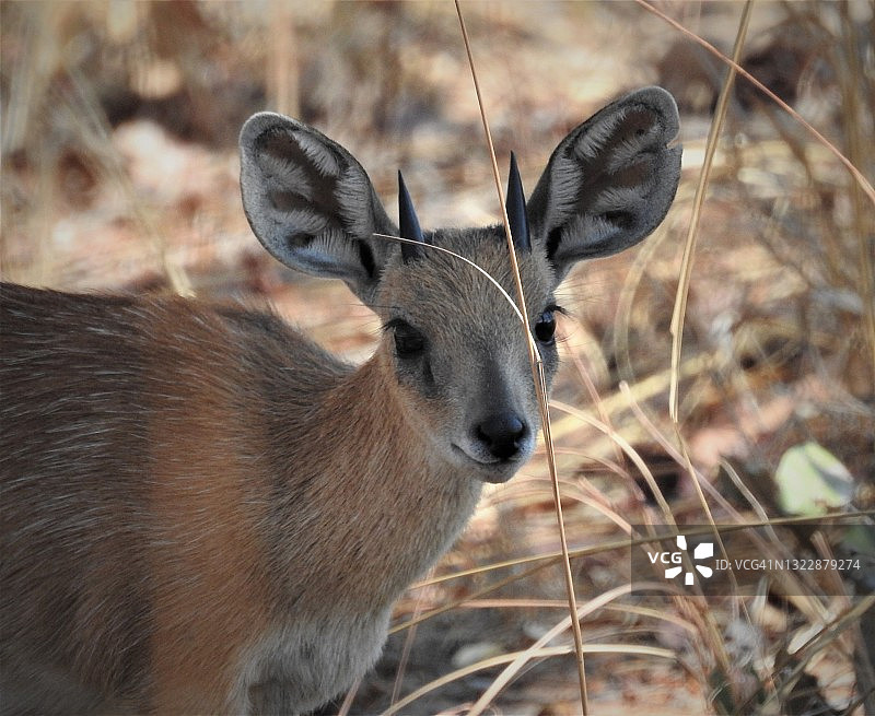 赞比亚卡富埃国家公园中部的灰羚图片素材
