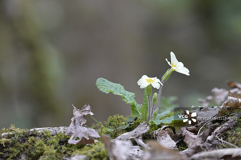 英格兰苏塞克斯林地地面上的报春花图片素材