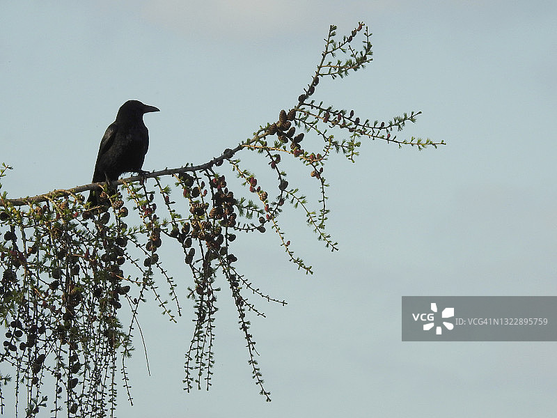 黄昏乌鸦栖息在冷杉树上图片素材