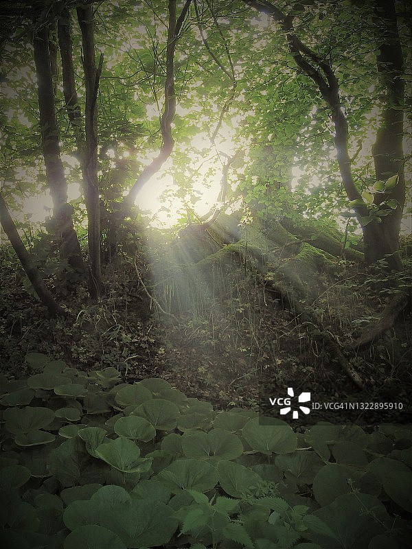 英国苏塞克斯郡黎明时分阳光照耀的林地空地图片素材