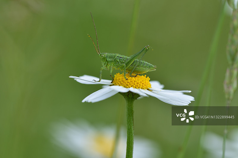 洋甘菊花与蚱蜢图片素材