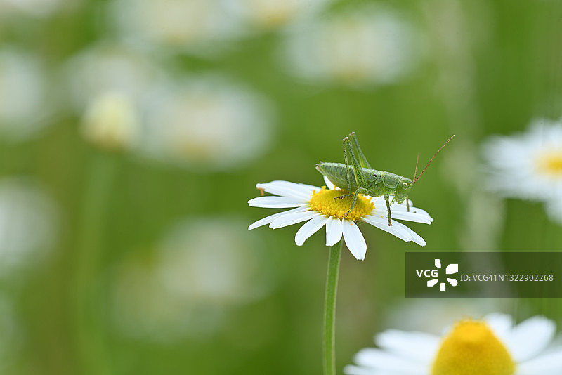 洋甘菊花与蚱蜢图片素材