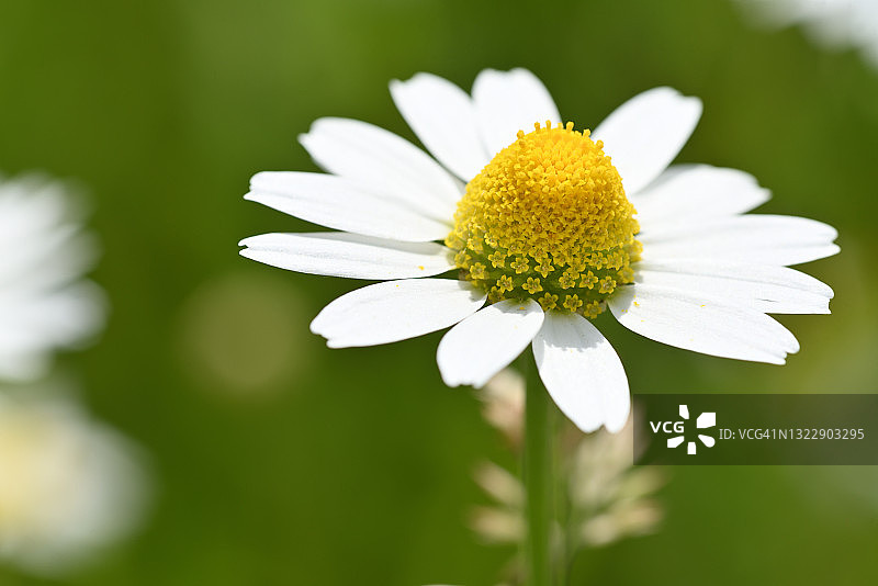 洋甘菊花图片素材