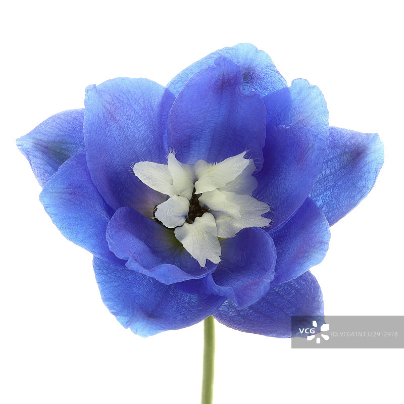 白色背景上的蓝白色翠雀花特写图片素材