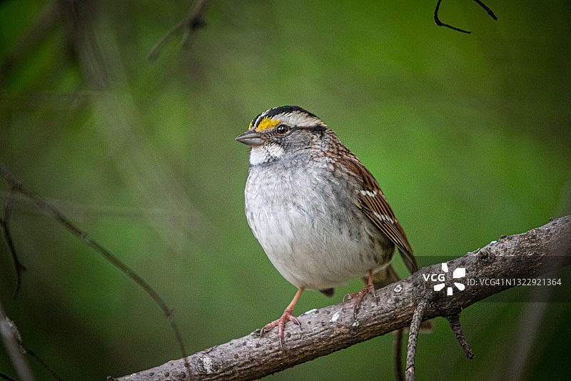 白喉带鹀图片素材