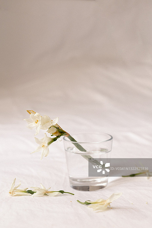 水仙花儿图片素材